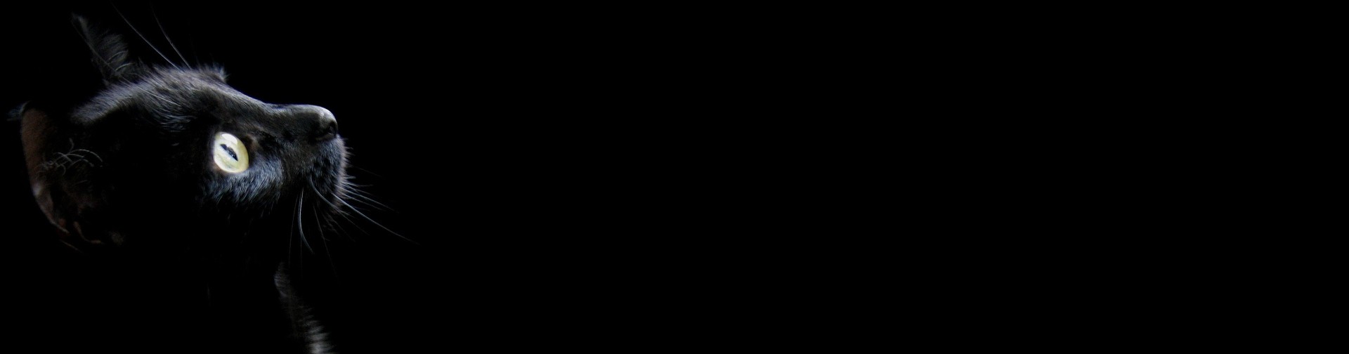 Footer Background